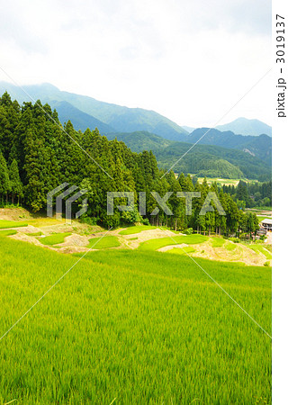 三条市北五百川の棚田 3019137