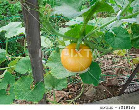 キッチンガーデン カボチャ キッチンガーデン カボチャ 3019138