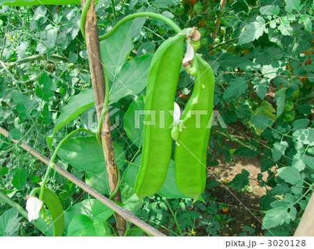キッチンガーデン　ナタマメ 3020128