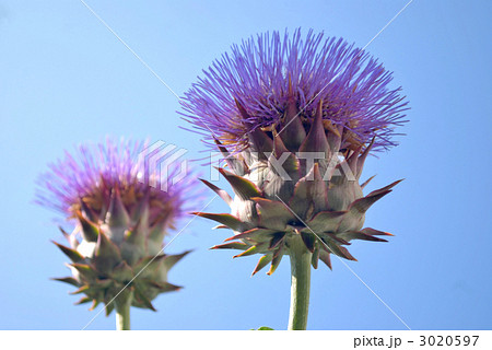 アティーチョーク 3020597