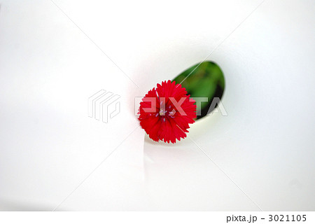 なでしこ　１輪 3021105