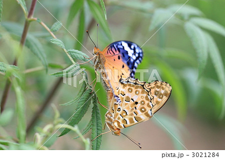 ツマグロヒョウモン ツマグロヒョウモン 3021284
