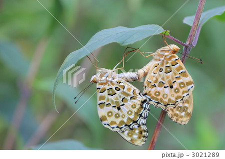 ツマグロヒョウモン 3021289