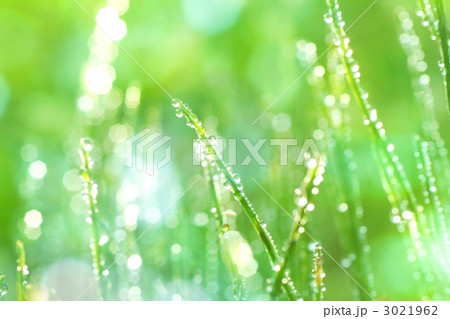 草に付いた露 3021962