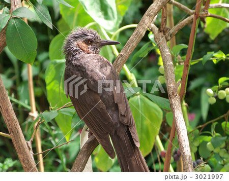 ブルーベリーの枝にとまるヒヨドリ ブルーベリーの枝にとまるヒヨドリ 3021997