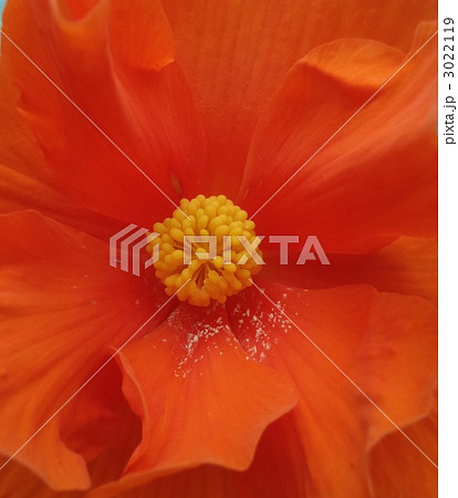 ベゴニア模様 ベゴニア模様 3022119