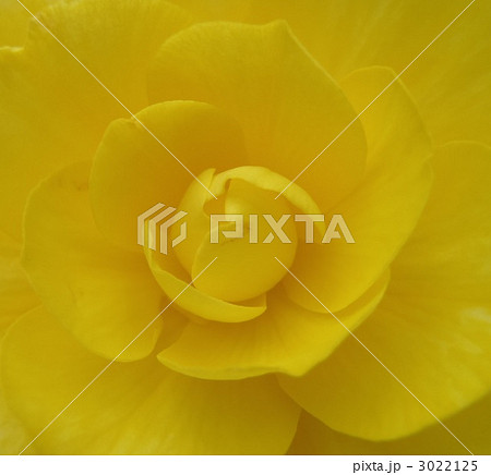 ベゴニア模様 ベゴニア模様 3022125