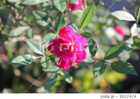 可憐に咲く　ミニバラ 3022424