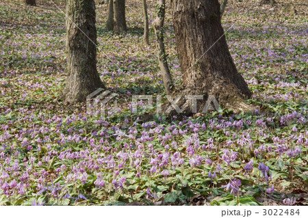 カタクリ 3022484