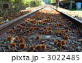 栗と線路 3022485