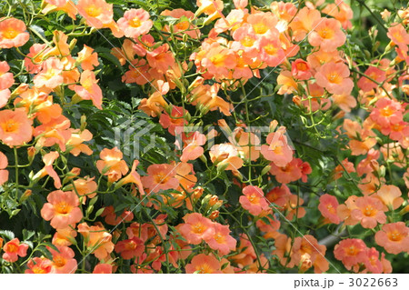 満開のノウゼンカズラの花 3022663
