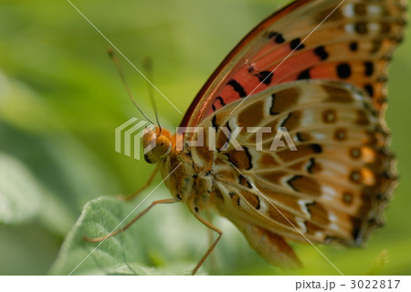 ツマグロヒョウモンの接写 ツマグロヒョウモンの接写 3022817