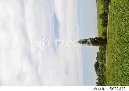 美瑛ポプラの木 3022862