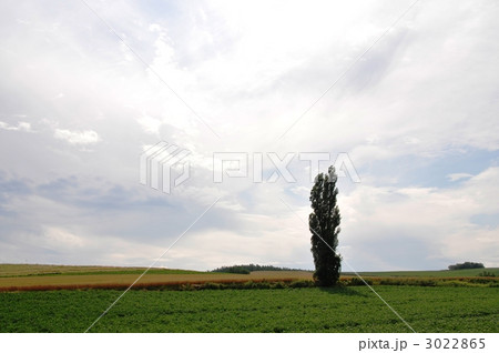 ポプラの木 3022865
