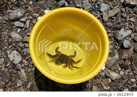 サワガニつかまえた！ 3022955