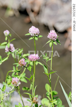 水元公園の水辺のムラサキツメクサ 水元公園の水辺のムラサキツメクサ 3022982