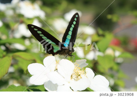 アオスジアゲハ 3023908