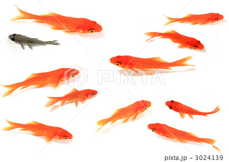 金魚の群れ キンギョの写真素材