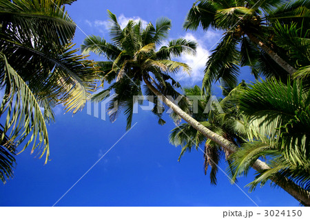 南国　ヤシの木 3024150