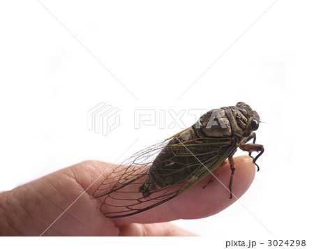 クマゼミ 3024298
