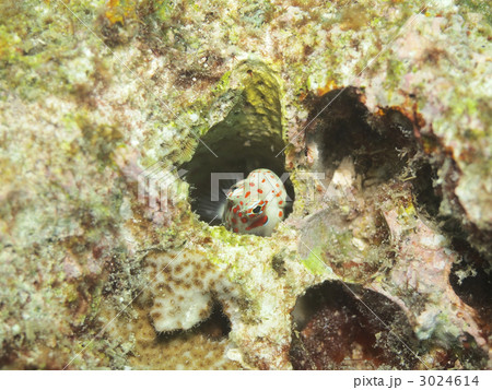 モンツキカエルウオ モンツキカエルウオ 3024614