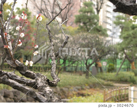 聖蹟梅屋敷公園の梅枝 3024670