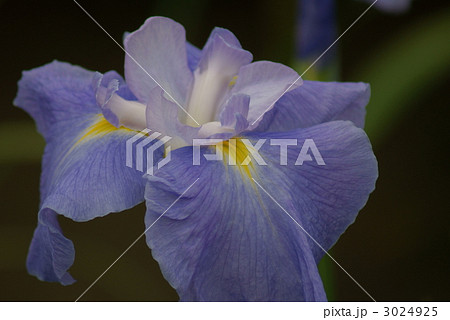 花菖蒲　清少納言 3024925
