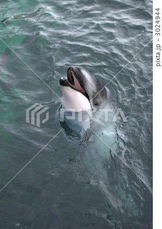 イルカの顔 イルカの顔 3024944