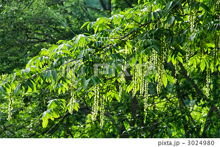 サワグルミの実 3024980