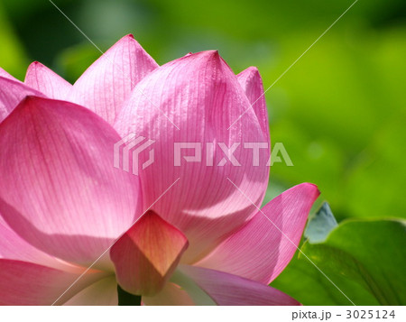 蓮の花 蓮の花 3025124