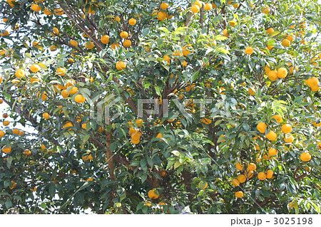 一面の柚子の実 一面の柚子の実 3025198