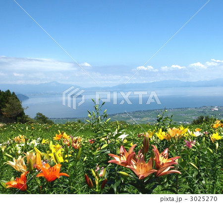 びわこ函館山ゆり園 満開の百合の花と琵琶湖の風景 夏の風景の写真素材