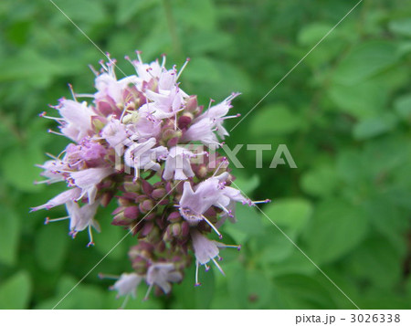 オレガノ 3026338