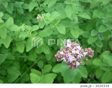 オレガノ オレガノ 3026339