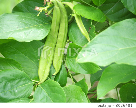 ナタ豆 3026481