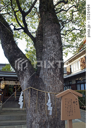 晴明神社　御神木　楠 3026494