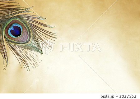 孔雀の羽 3027552