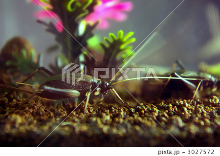 横向きの鈴虫 3027572