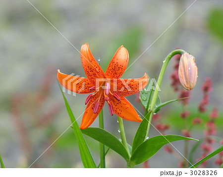 高山植物「クルマユリ」 高山植物「クルマユリ」 3028326