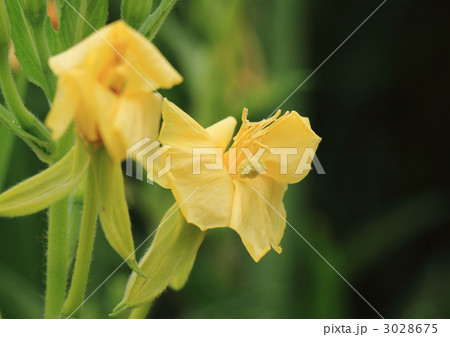 メマツヨイグサの花 3028675