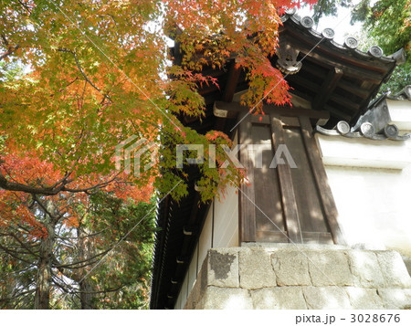 東福寺の紅葉 3028676