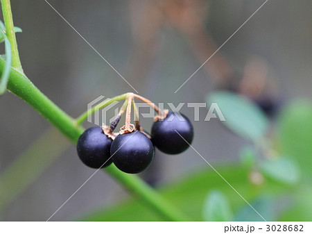 アメリカイヌホオズキ 3028682