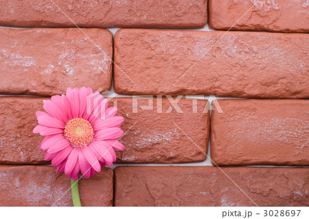 レンガとガーベラ レンガとガーベラ 3028697