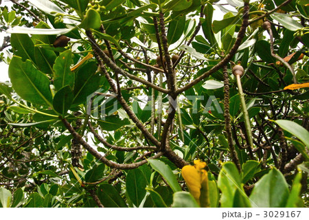 ヤエヤマヒルギの「胎生種子」(石垣島/沖縄県) ヤエヤマヒルギの「胎生種子」(石垣島/沖縄県) 3029167