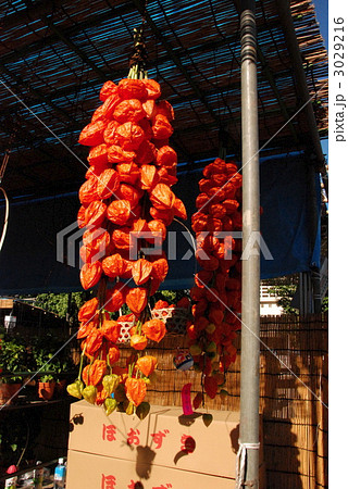 浅草の「ほおずき市」(東京都台東区) 浅草の「ほおずき市」(東京都台東区) 3029216