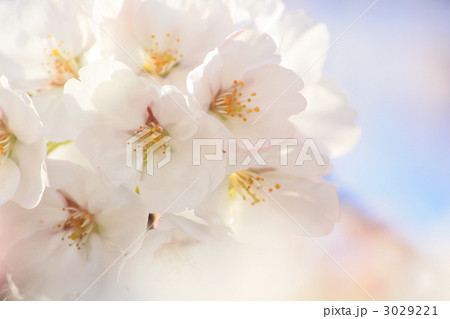 sakura sakura 3029221