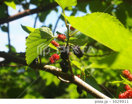 桑の実 3029911