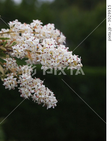 ライラック ライラック 3029915