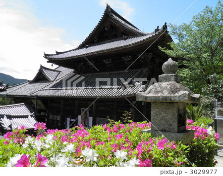 長谷寺　本堂　ツツジ 3029977