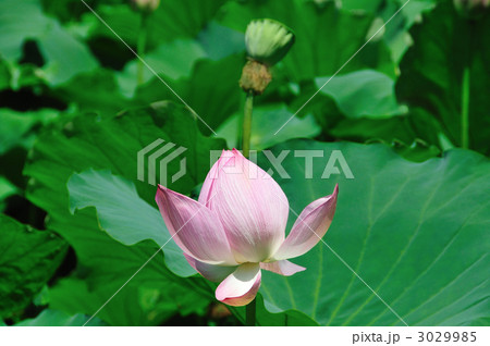 ハスの花  ハスの花  3029985